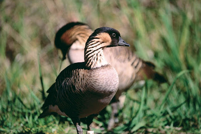 Nene (Hawaiian Goose), the state bird of Hawaii, in Haleakala Park, Kipahulu, Maui.