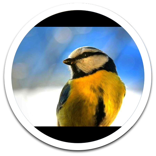 My Photo Wall Spring Birds LWP 個人化 App LOGO-APP開箱王