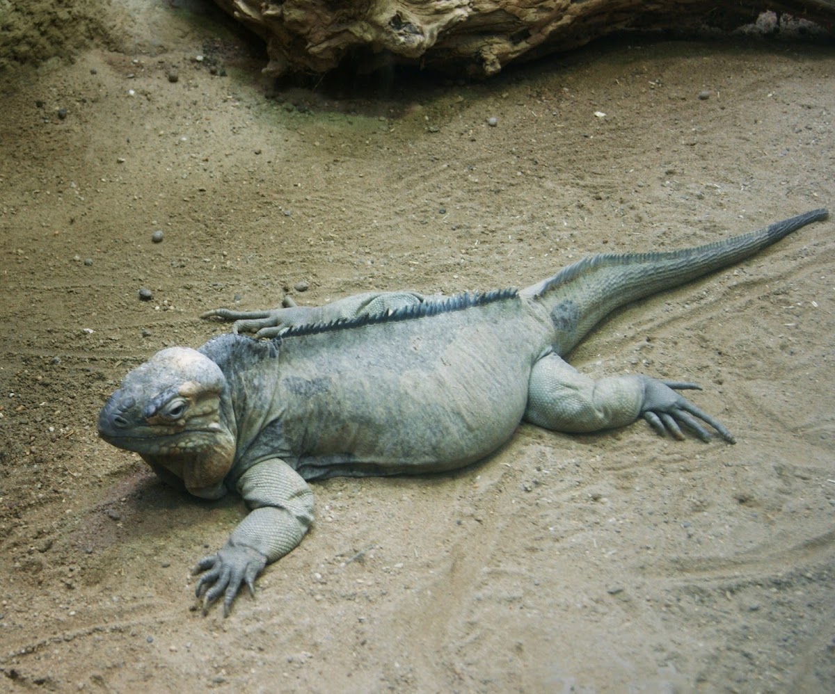 Rhinocerus Iguana