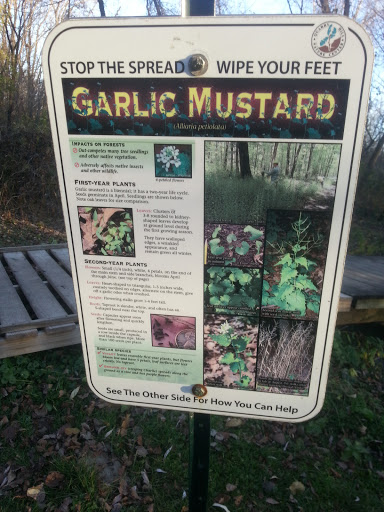 Garlic Mustard Educational Plaque