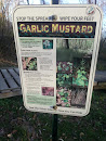 Garlic Mustard Educational Plaque