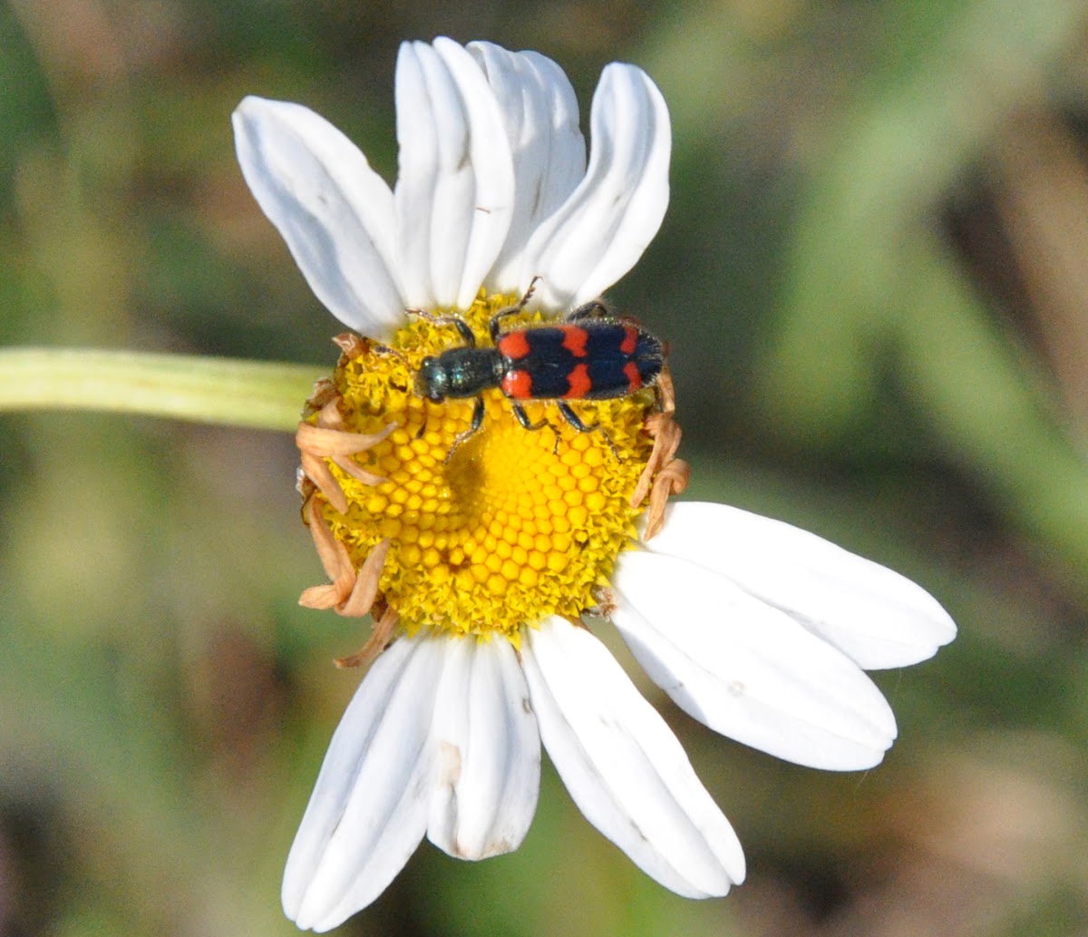 Red-blue checkered beetle