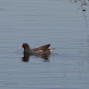 Common Moorhen