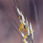 Stipagrostis