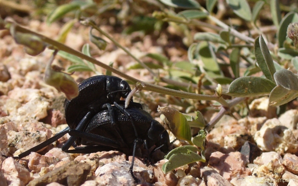 Darkling Beetles Mating