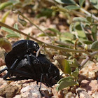 Darkling Beetles Mating