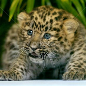 Im little but Im BBBAAADDD by Scott Bennett - Animals Lions, Tigers & Big Cats