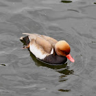 Red-crested Pochard