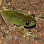 Red-webbed treefrog