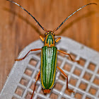 Festive Long-horned Beetle
