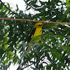 Golden Oriole