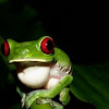 Ruby-eye Tree Frog