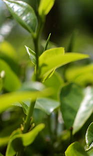 How to mod Green Tea leaf with rain LWP 1.0 apk for laptop