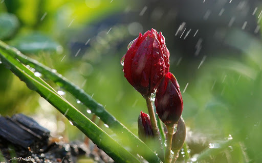 Torrential Rain Wallpaper