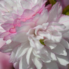 flowering almond bush