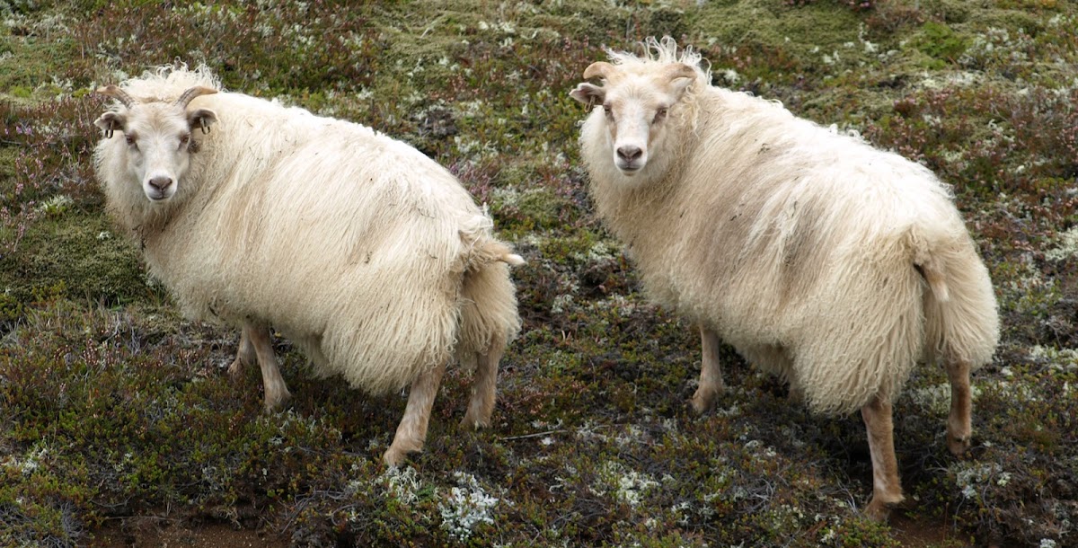 Icelandic sheep (Iceland)