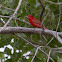 Summer Tanager