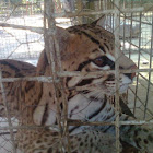 Tigrillo Ocelot