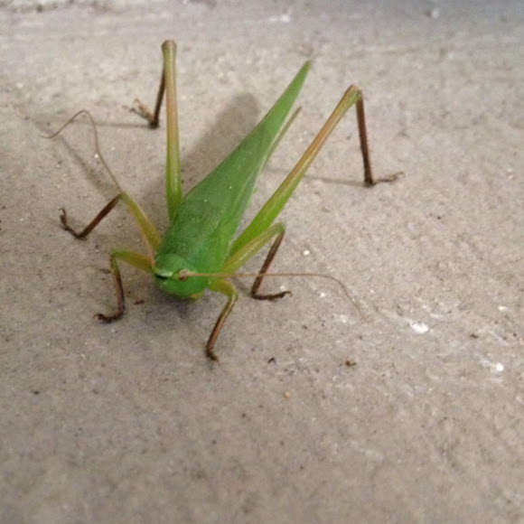 Conehead Katydid Project Noah