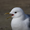 Common Gull (European and Asian subspecies; see below) or Mew Gull (North American subspecies)
