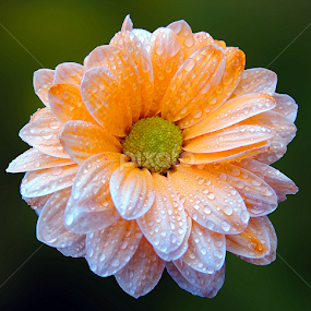 by Biljana Nikolic - Flowers Single Flower