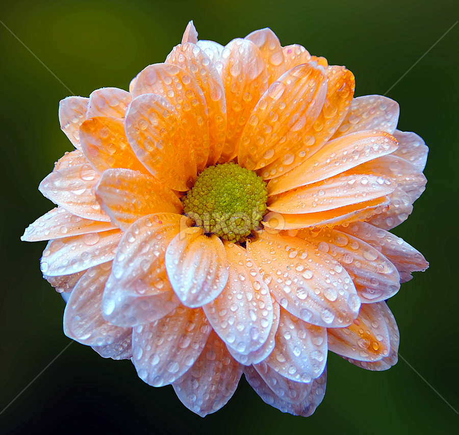 by Biljana Nikolic - Flowers Single Flower