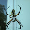 Black and yellow garden spider (female)