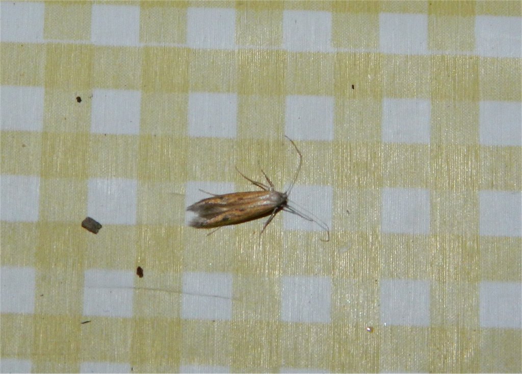 Unknown micromoth