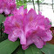 Rhododendron