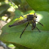Large Brown Robber Fly - with prey