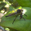 Large Brown Robber Fly - with prey