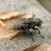 Cluster Fly - female