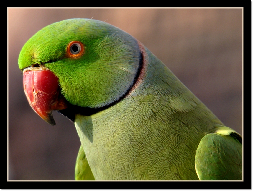 Rose Ringed Parakeet