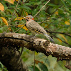 Northern Flicker Yellow-shafted Adult Male