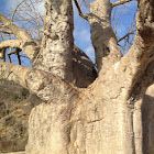 monkey-bread tree