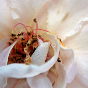 petal of rose by Sina Moh - Nature Up Close Gardens & Produce