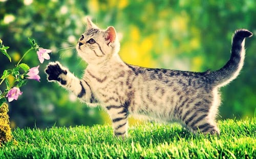 Cat Live Wallpaper Screenshots 8