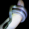 Dotted House Snake