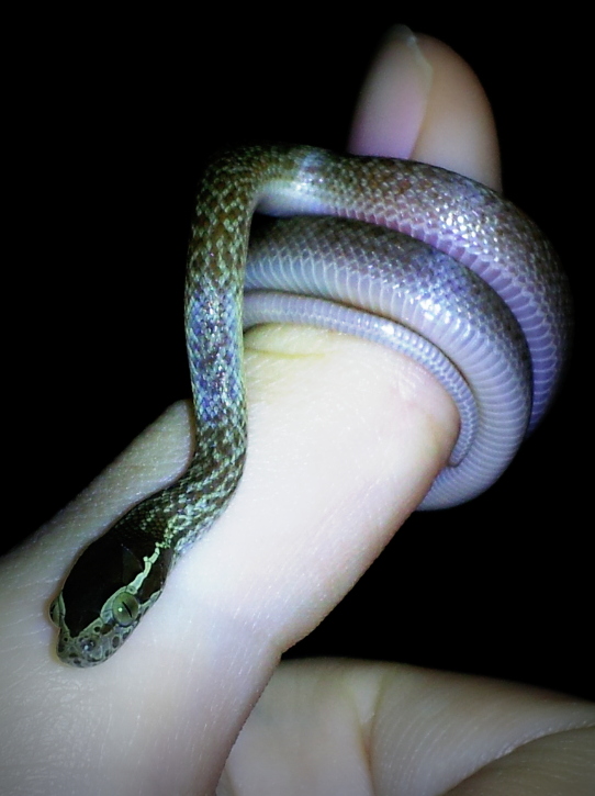 Dotted House Snake