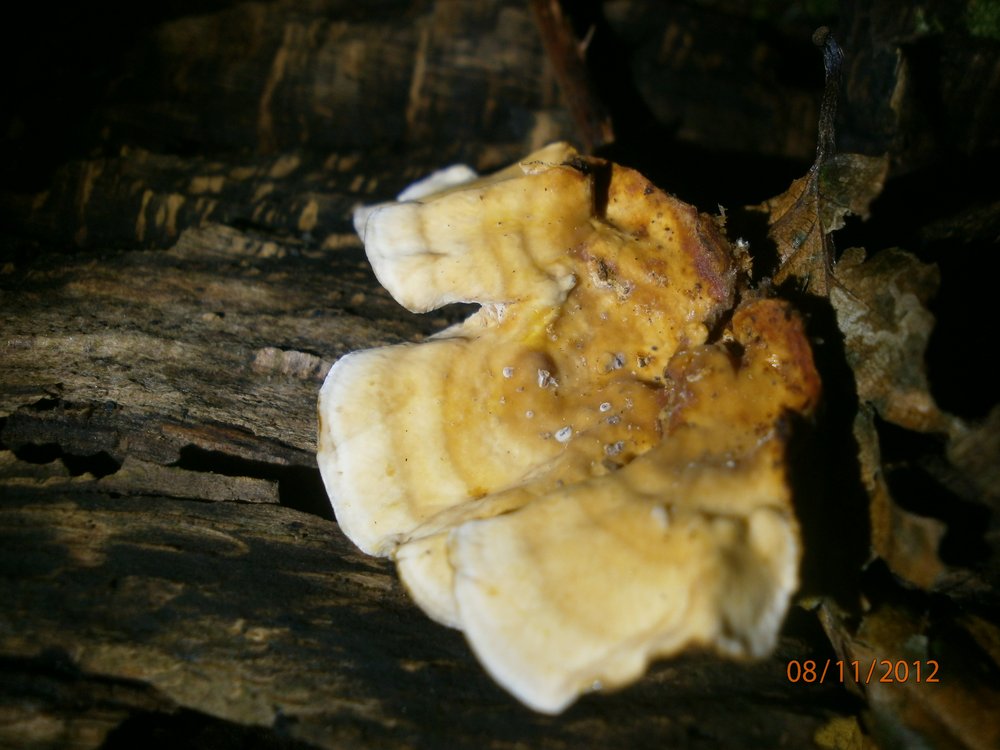 Leaf Fungus sp.
