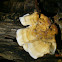 Leaf Fungus sp.