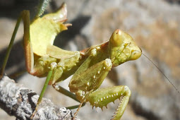 Canary Dwarf Mantis