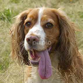 by James Blyth Currie - Animals - Dogs Portraits
