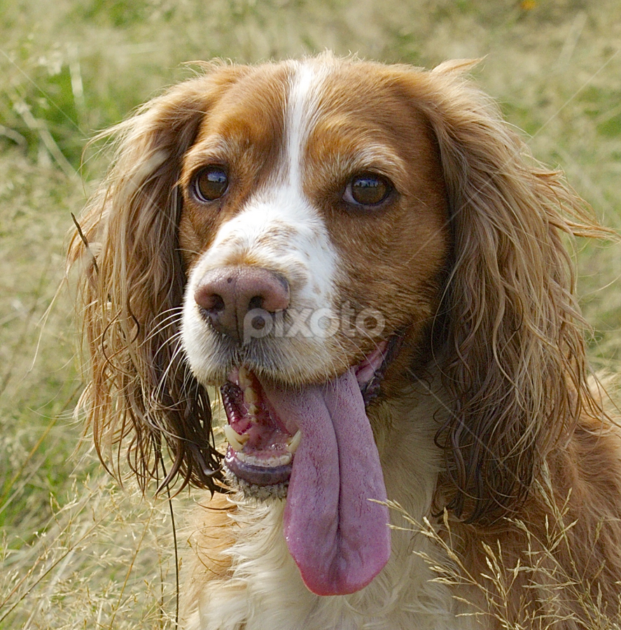 by James Blyth Currie - Animals - Dogs Portraits