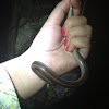 Ground Snake_Culebra de Jardin