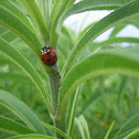 Lady bird beetle (species ?)