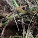 Southern Black Widow (male)