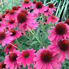 Purple coneflower