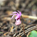 Fairyslipper - Orchid