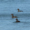 Common Eider